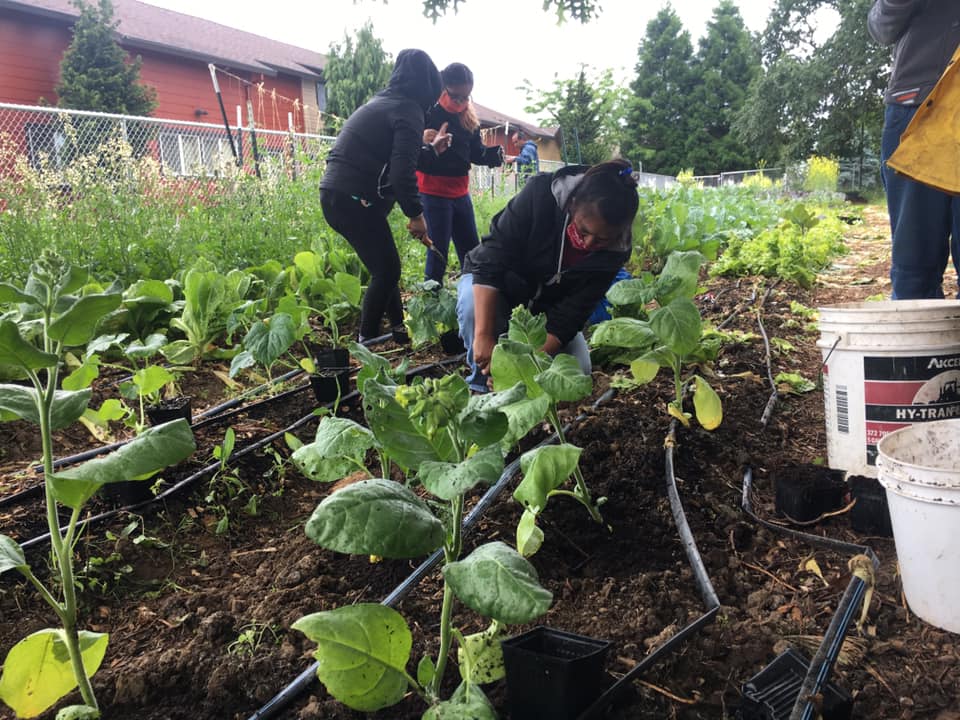 Cultivating Home: A Study of Farmworker Housing by HousingInfo - Issuu